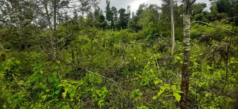  Agricultural Land 72 Guntha for Sale in Hiremagalur, Chikmagalur