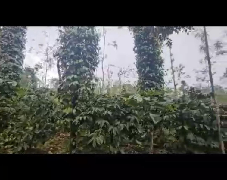  Agricultural Land 10 Acre for Sale in Palya, Hassan