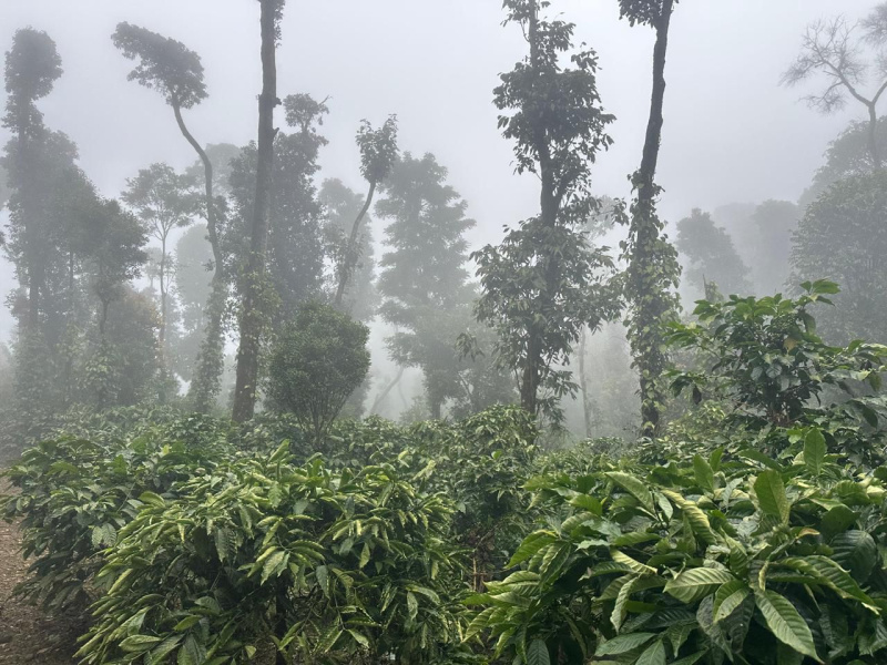  Agricultural Land 12 Acre for Sale in Mudigere, Chikmagalur