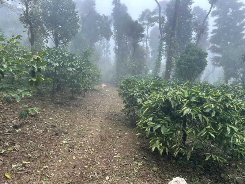  Agricultural Land 12 Acre for Sale in Mudigere, Chikmagalur