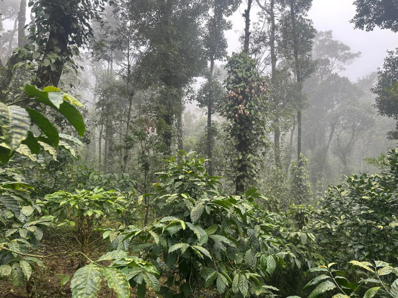  Agricultural Land 12 Acre for Sale in Mudigere, Chikmagalur