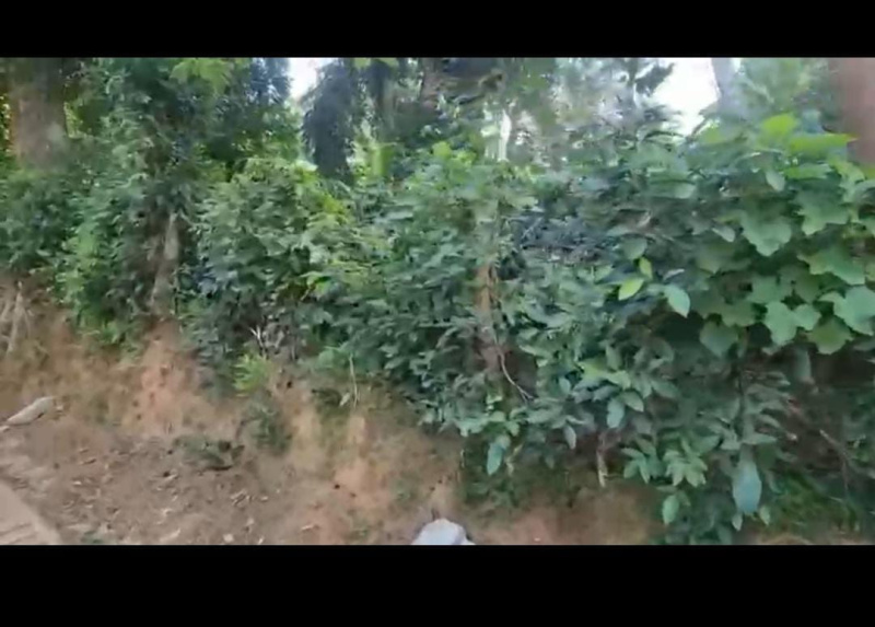  Agricultural Land 6 Acre for Sale in Virajpet, Kodagu