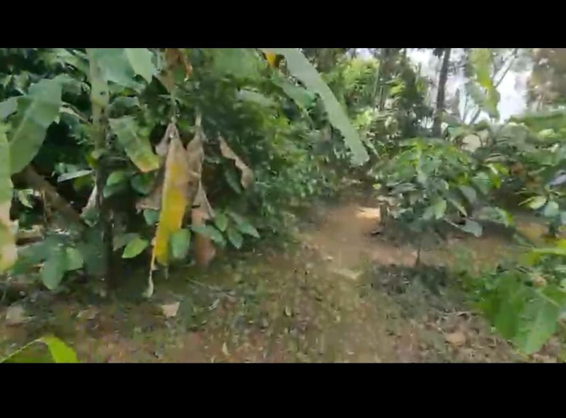  Agricultural Land 6 Acre for Sale in Virajpet, Kodagu