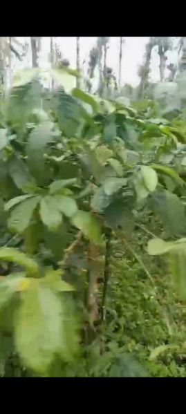  Agricultural Land 12 Acre for Sale in Mudigere, Chikmagalur