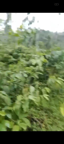  Agricultural Land 12 Acre for Sale in Mudigere, Chikmagalur