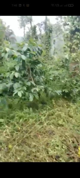  Agricultural Land 12 Acre for Sale in Mudigere, Chikmagalur