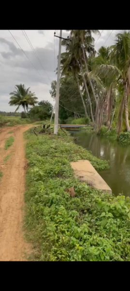  Agricultural Land 1 Acre for Sale in Maddur, Mandya