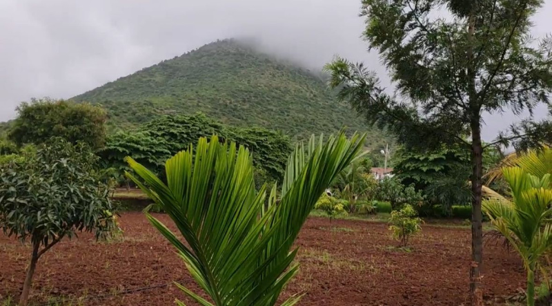  Agricultural Land 11 Acre for Sale in Kollegal, Chamrajnagar