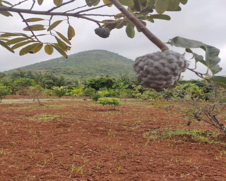  Agricultural Land 11 Acre for Sale in Kollegal, Chamrajnagar