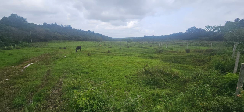  Agricultural Land 8 Acre for Sale in Sakleshpur, Hassan