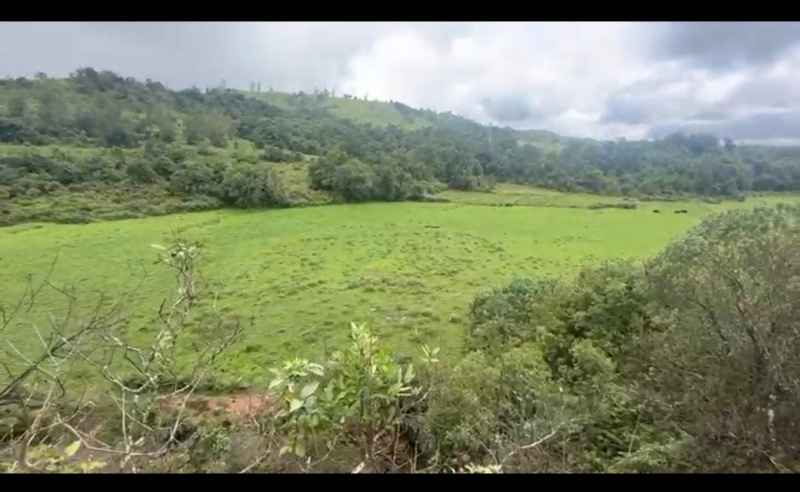  Agricultural Land 4 Acre for Sale in Mudigere, Chikmagalur
