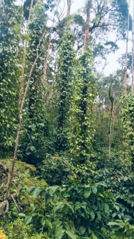  Agricultural Land for Sale in Joythinagar, Chikmagalur