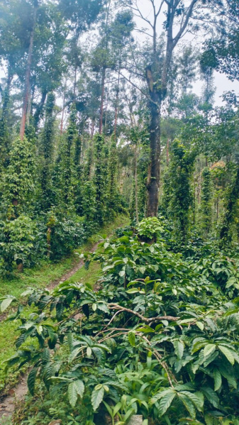  Agricultural Land 14 Acre for Sale in Joythinagar, Chikmagalur