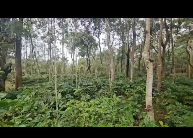  Agricultural Land 37 Guntha for Sale in Tejur, Hassan