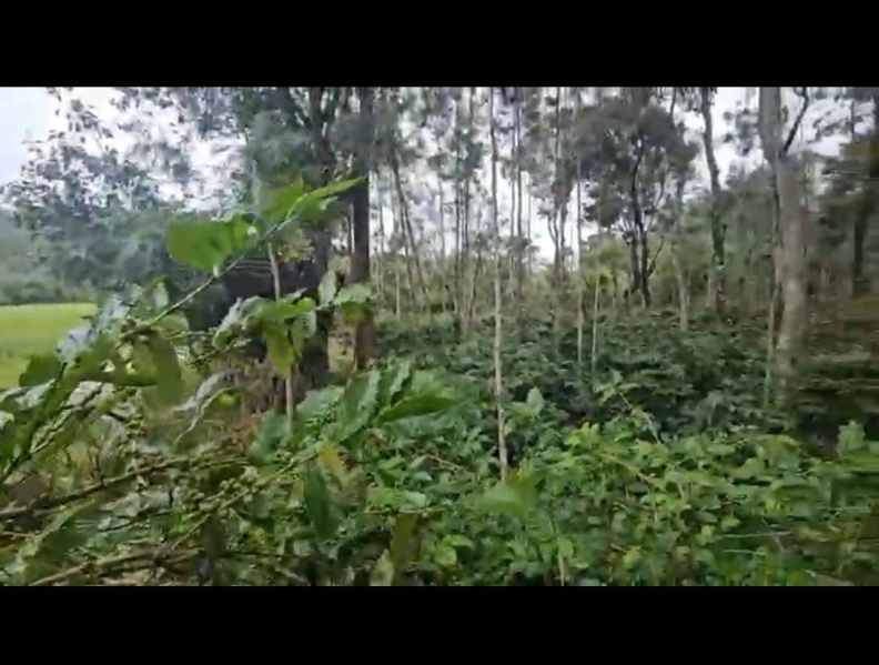  Agricultural Land 37 Guntha for Sale in Tejur, Hassan