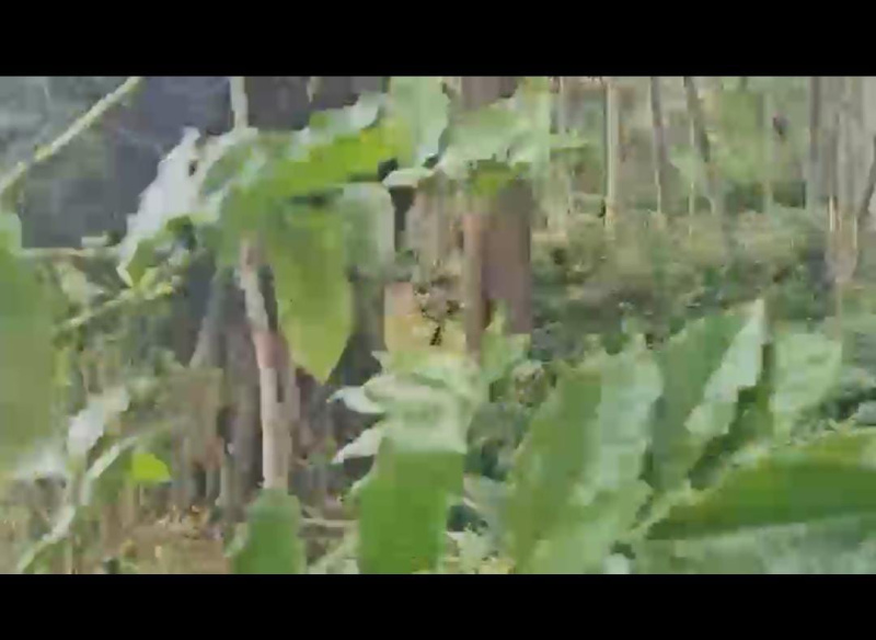  Agricultural Land 37 Guntha for Sale in Tejur, Hassan