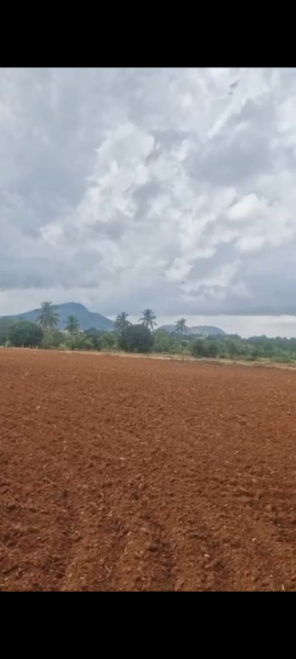  Agricultural Land 55 Guntha for Sale in Doddaballapur, Bangalore