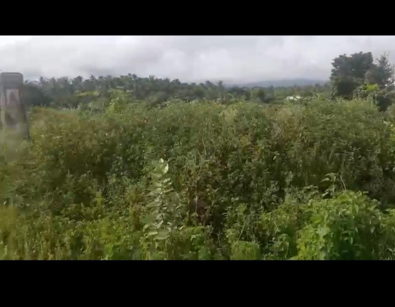  Agricultural Land 2 Acre for Sale in Kadur, Chikmagalur