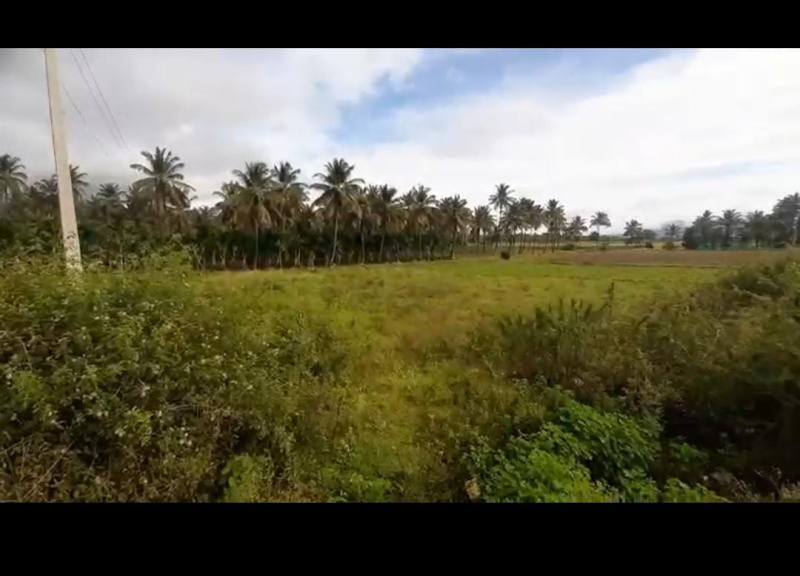  Agricultural Land 3 Acre for Sale in Kadur, Chikmagalur