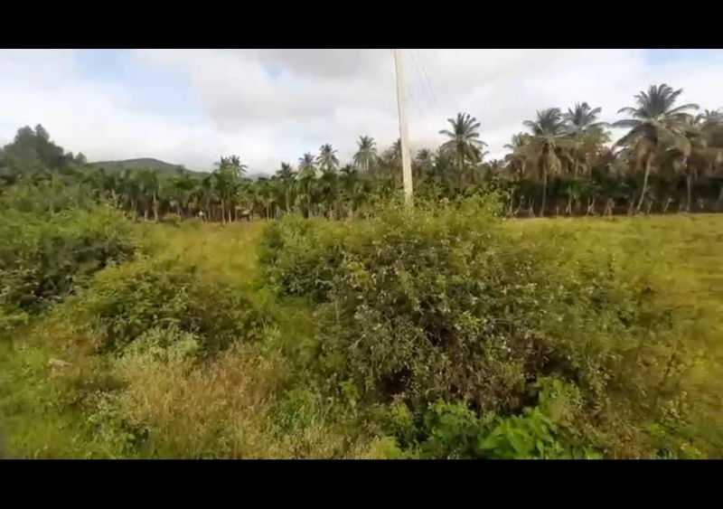  Agricultural Land 3 Acre for Sale in Kadur, Chikmagalur