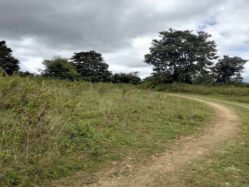  Agricultural Land 12 Acre for Sale in Kadur, Chikmagalur