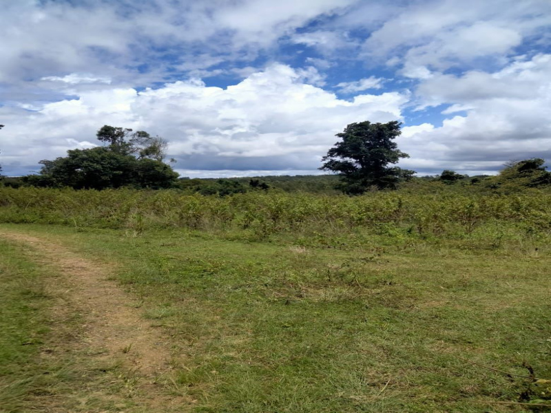  Agricultural Land 12 Acre for Sale in Kadur, Chikmagalur