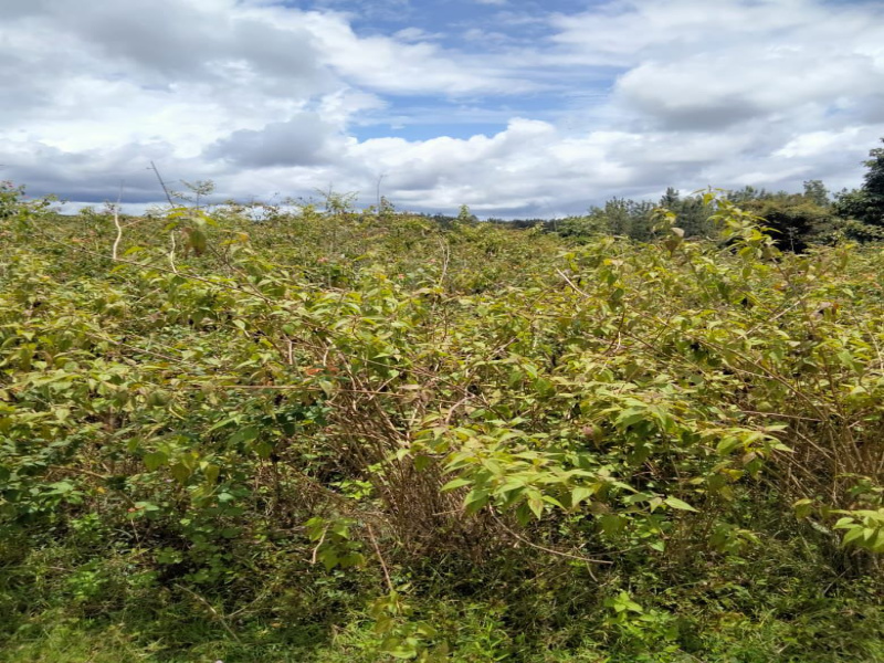  Agricultural Land 12 Acre for Sale in Kadur, Chikmagalur