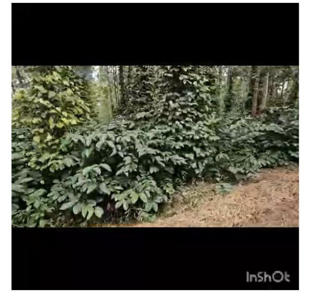  Agricultural Land 5 Acre for Sale in Belur Hassan