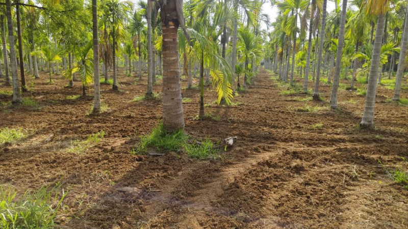  Agricultural Land 8 Acre for Sale in Belur Hassan