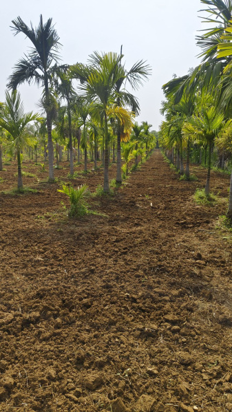  Agricultural Land 8 Acre for Sale in Belur Hassan