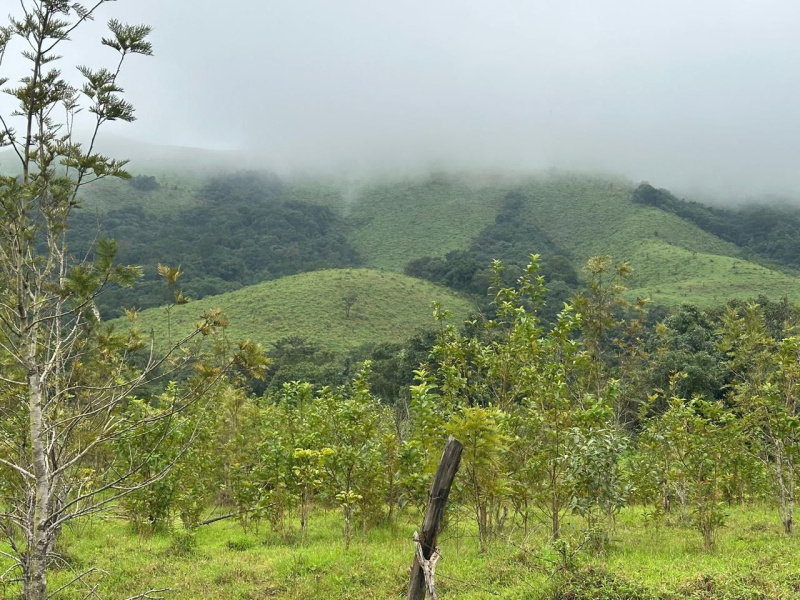  Agricultural Land 1 Acre for Rent in Mudigere, Chikmagalur