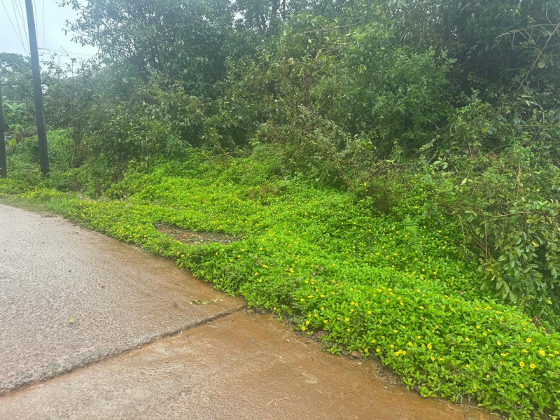  Agricultural Land 20 Guntha for Sale in Mudigere, Chikmagalur