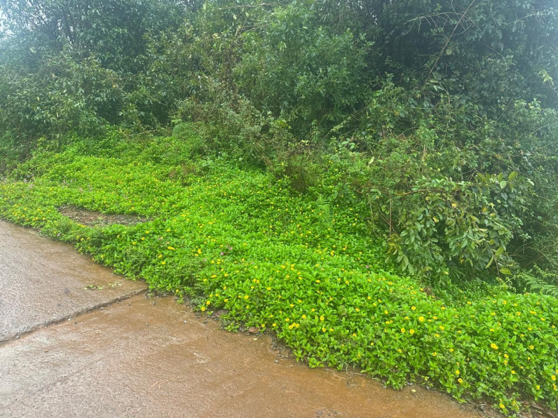  Agricultural Land 20 Guntha for Sale in Mudigere, Chikmagalur