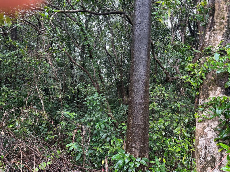  Agricultural Land 3 Acre for Sale in Mudigere, Chikmagalur