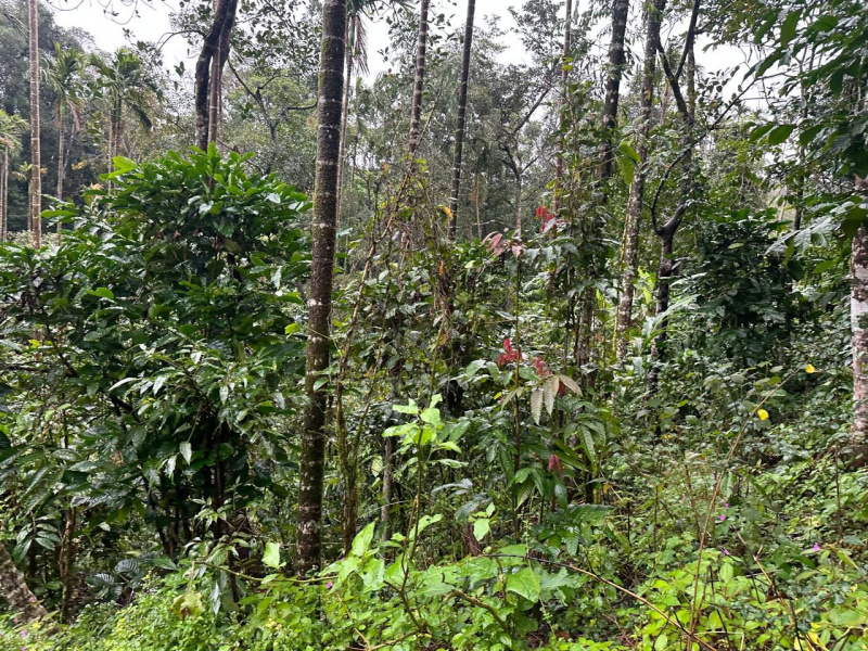  Agricultural Land 3 Acre for Sale in Mudigere, Chikmagalur
