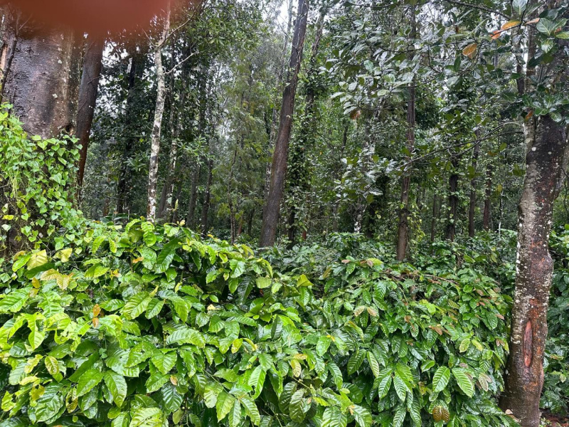  Agricultural Land 37 Ares for Sale in Birur, Chikmagalur