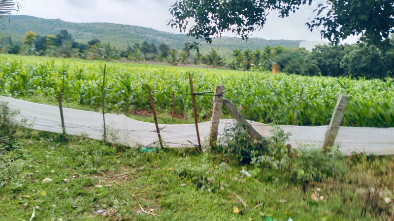  Agricultural Land 2 Ares for Sale in Nallur, Chikmagalur