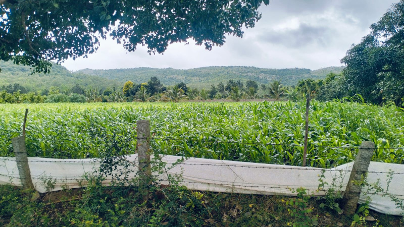  Agricultural Land 2 Ares for Sale in Nallur, Chikmagalur