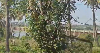 Agricultural Land for Sale in Malavalli, Mandya