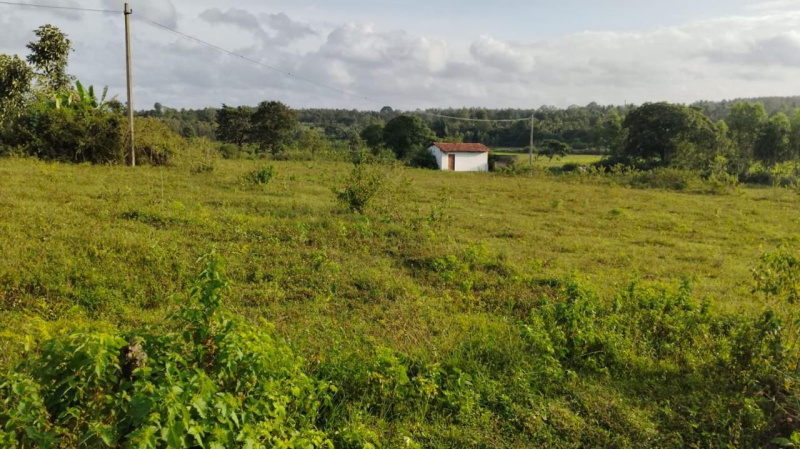  Agricultural Land 3 Acre for Sale in Alur, Hassan