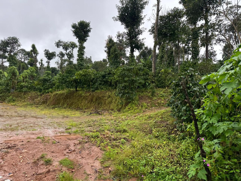  Agricultural Land 2 Acre for Sale in Mudigere, Chikmagalur