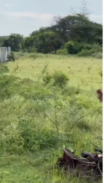  Agricultural Land 13 Guntha for Sale in Gudibanda, ChikBallapur