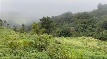  Agricultural Land for Sale in Mudigere, Chikmagalur