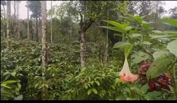 Agricultural Land 20 Acre for Sale in Mudigere, Chikmagalur