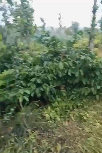  Agricultural Land 12 Acre for Sale in Aldur, Chikmagalur