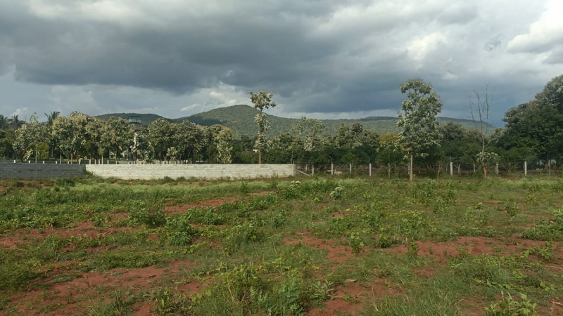  Agricultural Land 11 Acre for Sale in Malavalli, Mandya