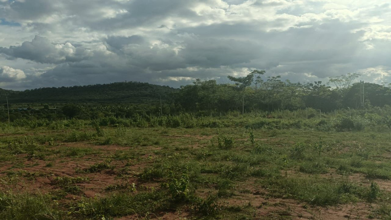  Agricultural Land 11 Acre for Sale in Malavalli, Mandya
