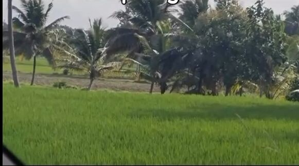  Commercial Land 50 Guntha for Sale in Maddur, Mandya