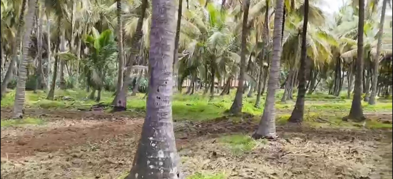  Agricultural Land 13 Guntha for Sale in Kanakapura, Bangalore