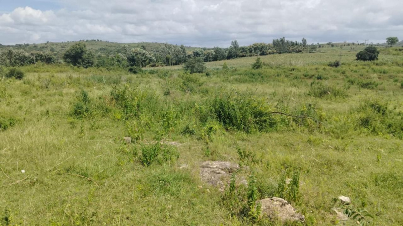  Agricultural Land 2 Acre for Sale in Mudigere, Chikmagalur